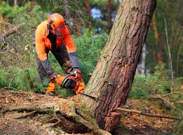 Willow Grove, PA Tree Services Company