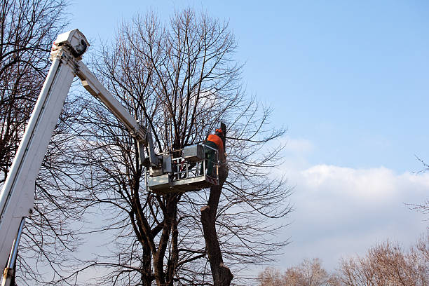 How Our Tree Care Process Works  in  Willow Grove, PA